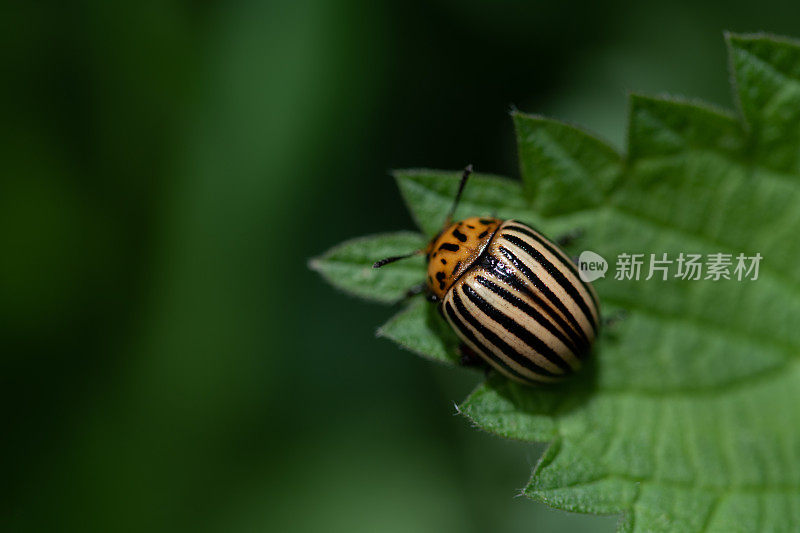 一只小条纹马铃薯甲虫(Leptinotarsa decemlineata)坐在一片绿叶上，背景是绿色的。有文字的空间。